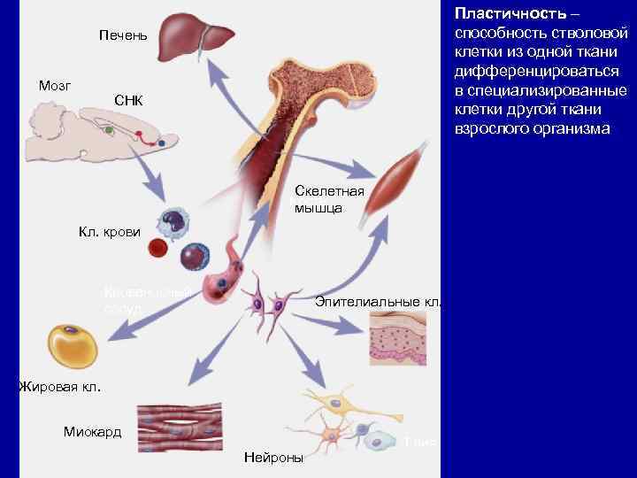 Пластичность – способность стволовой клетки из одной ткани дифференцироваться в специализированные клетки другой ткани