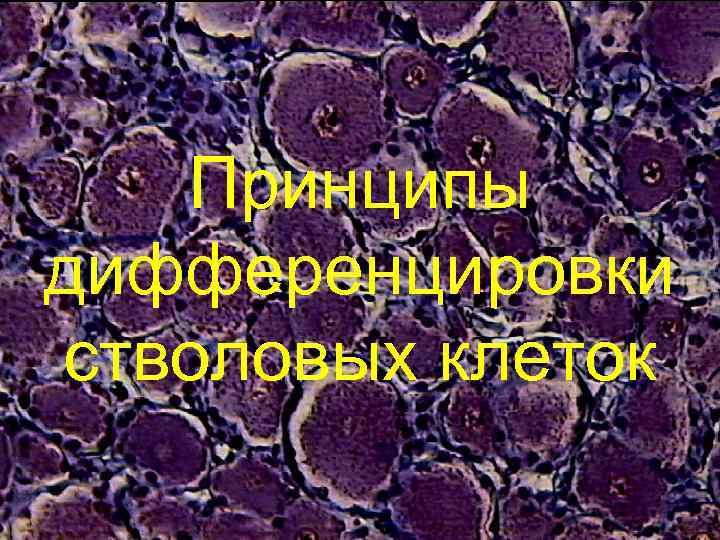 Принципы дифференцировки стволовых клеток 