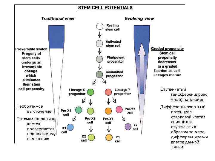 Ступенчатый (дифференцирово чный) потенциал Необратимое выключение Потомки стволовых клеток подвергаются необратимому изменению Дифференцировочный потенциал