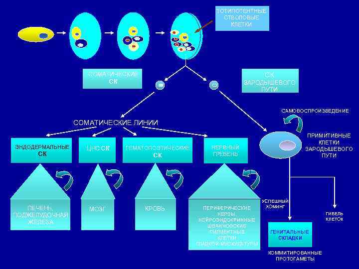ТОТИПОТЕНТНЫЕ СТВОЛОВЫЕ КЛЕТКИ СОМАТИЧЕСКИЕ СК СК ЗАРОДЫШЕВОГО ПУТИ САМОВОСПРОИЗВЕДЕНИЕ СОМАТИЧЕСКИЕ ЛИНИИ ЭНДОДЕРМАЛЬНЫЕ СК ПЕЧЕНЬ,