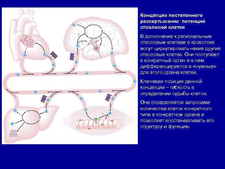 Концепция постепенного развертывания потенций стволовой клетки В дополнение к региональным стволовым клеткам в кровотоке