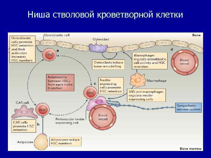 Гемопоэтические стволовые клетки презентация - 80 фото