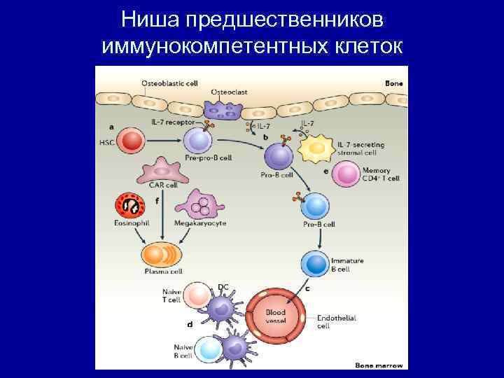 Иммунокомпетентные клетки схема