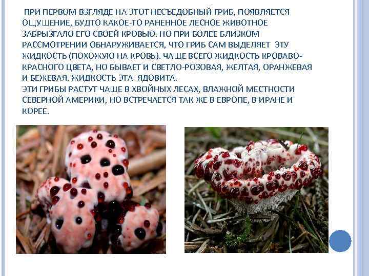  ПРИ ПЕРВОМ ВЗГЛЯДЕ НА ЭТОТ НЕСЪЕДОБНЫЙ ГРИБ, ПОЯВЛЯЕТСЯ ОЩУЩЕНИЕ, БУДТО КАКОЕ-ТО РАНЕННОЕ ЛЕСНОЕ