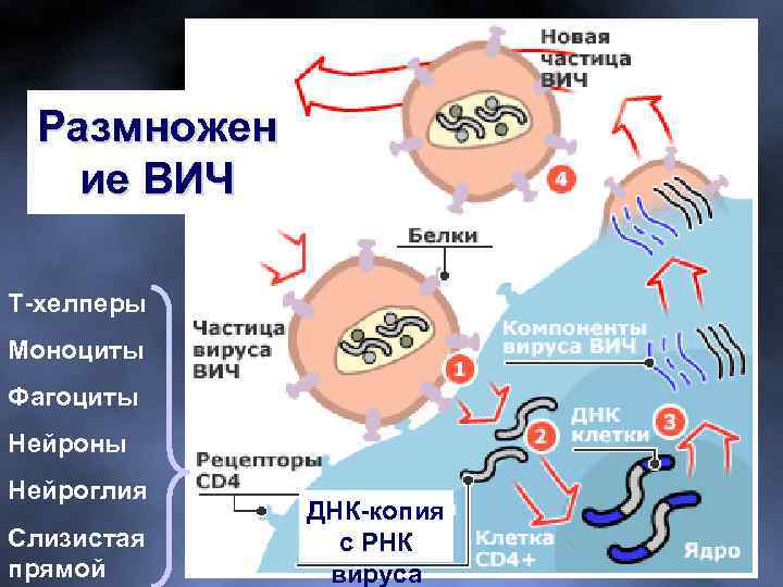 Размножен ие ВИЧ Т-хелперы Моноциты Фагоциты Нейроны Нейроглия Слизистая прямой ДНК-копия с РНК вируса