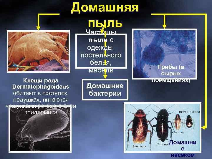 Домашняя пыль Частицы пыли с одежды, постельного белья, мебели Клещи рода Dermatophagoideus обитают в