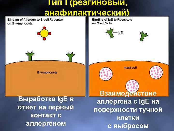 Тип I (реагиновый, анафилактический) Выработка Ig. E в ответ на первый контакт с аллергеном