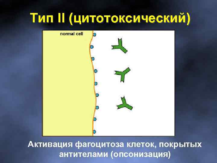 Тип II (цитотоксический) Активация фагоцитоза клеток, покрытых антителами (опсонизация) 