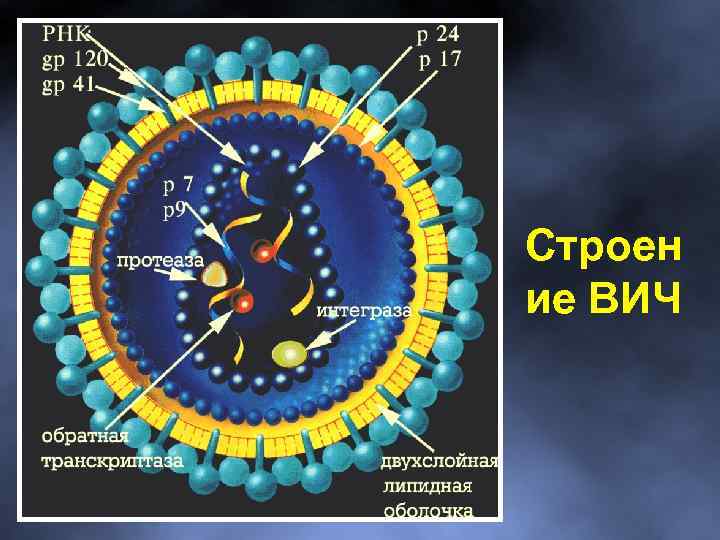 Строен ие ВИЧ 