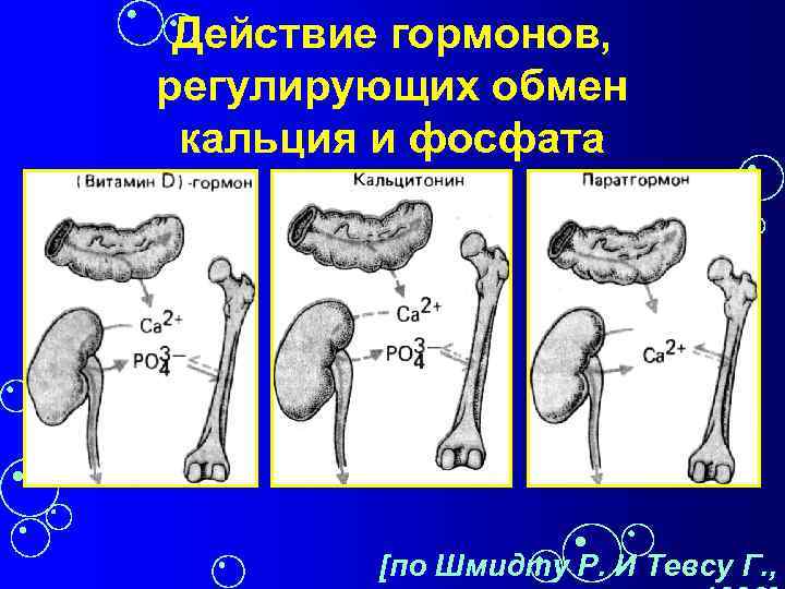 Обмен кальция. Гормоны регулирующие обмен кальция в организме. Кальций регулирующие гормоны. Гормоны регулирующие обмен кальция и фосфатов. Гормоны регулирующие обмен кальци.