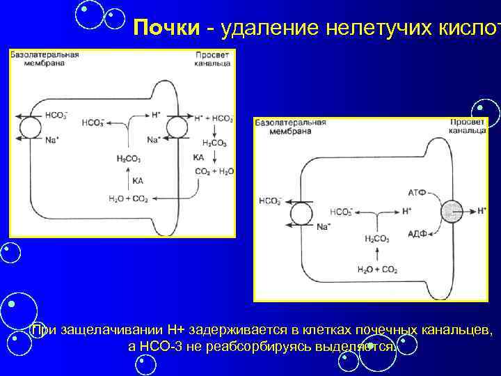 Почки - удаление нелетучих кислот При защелачивании Н+ задерживается в клетках почечных канальцев, а