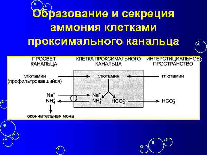 Образование и секреция аммония клетками проксимального канальца 