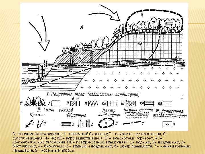 А– приземная атмосфера; Ф– наземный биоценоз; П– почвы: а– эллювиальная, б– супераквальная; И– ил;