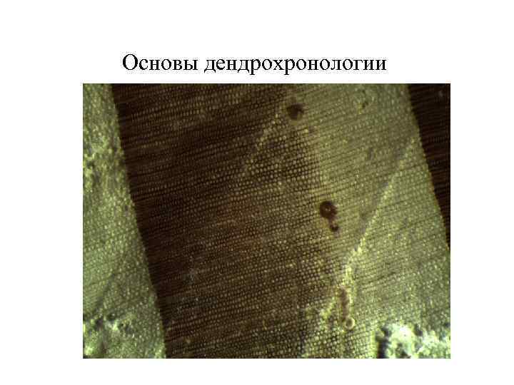 Основы дендрохронологии 