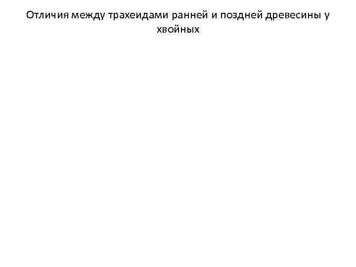 Отличия между трахеидами ранней и поздней древесины у хвойных 