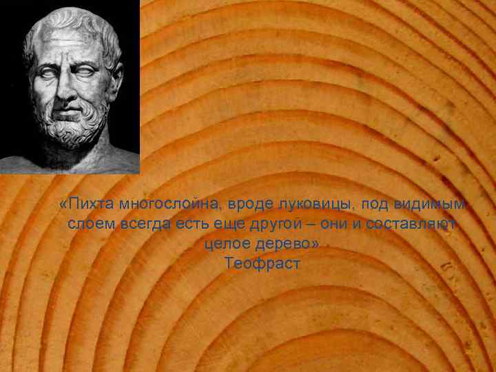  «Пихта многослойна, вроде луковицы, под видимым слоем всегда есть еще другой – они