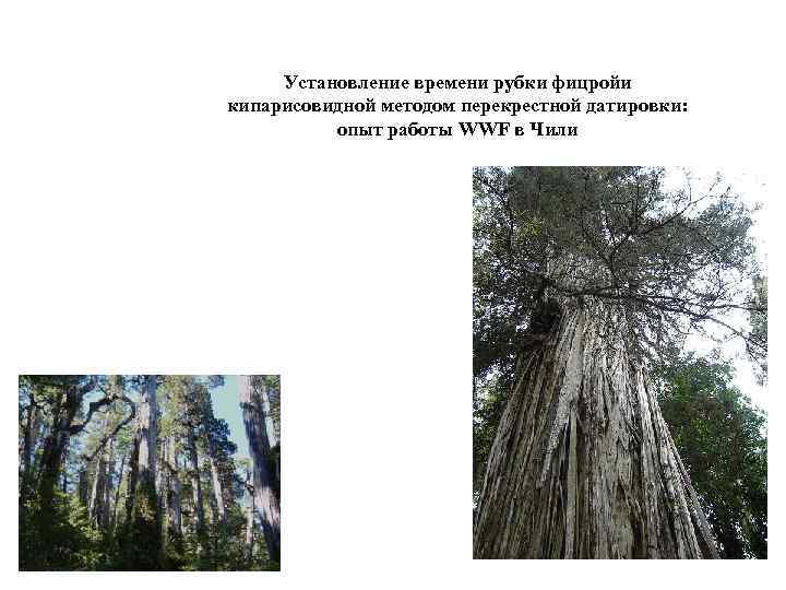 Установление времени рубки фицройи кипарисовидной методом перекрестной датировки: опыт работы WWF в Чили 