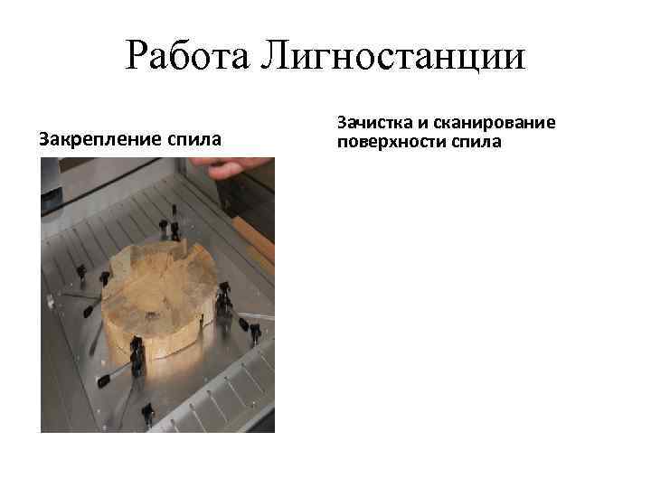 Работа Лигностанции Закрепление спила Зачистка и сканирование поверхности спила 