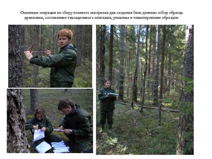 Основные операции по сбору полевого материала для создания базы данных: отбор образца древесины, составление