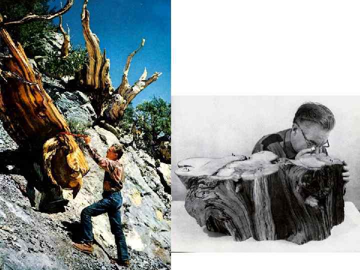 Edmund Schulman (1908 – 1958) 