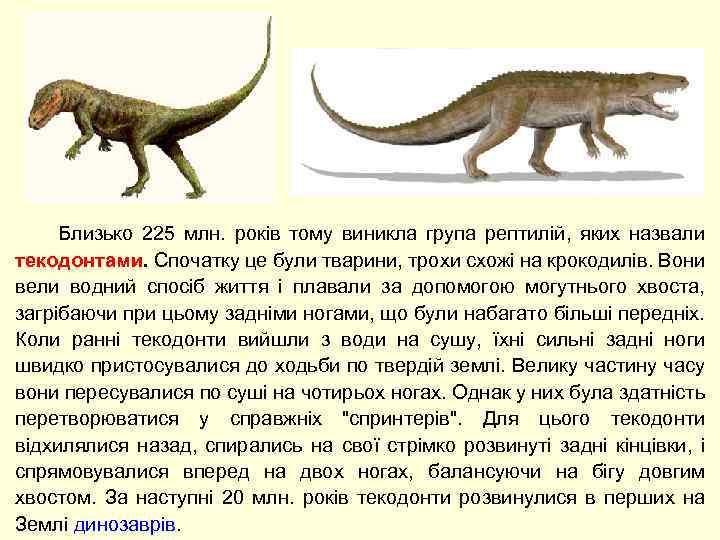  Близько 225 млн. років тому виникла група рептилій, яких назвали текодонтами. Спочатку це