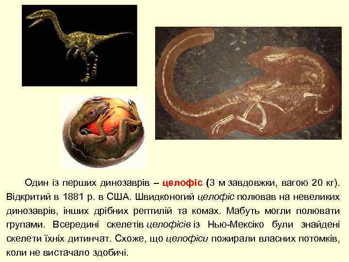  Один із перших динозаврів – целофіс (3 м завдовжки, вагою 20 кг). Відкритий