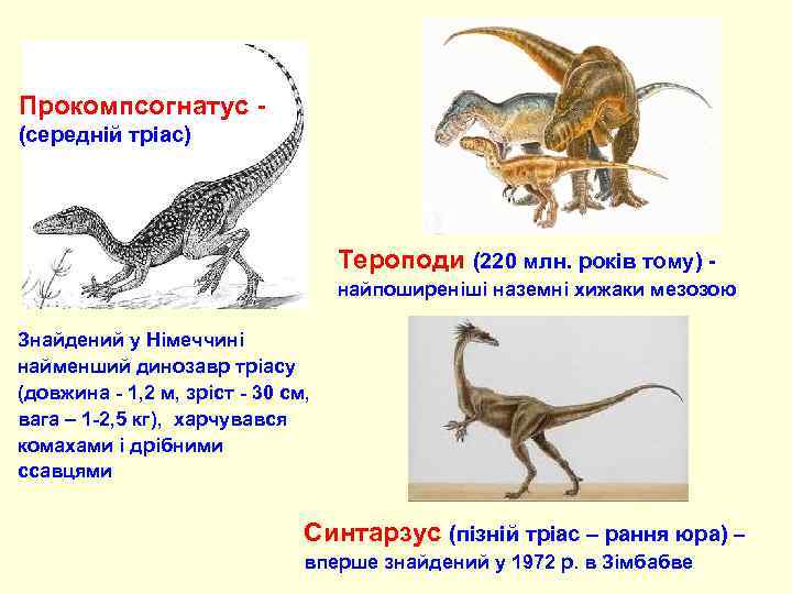 Прокомпсогнатус - (середній тріас) Тероподи (220 млн. років тому) найпоширеніші наземні хижаки мезозою Знайдений