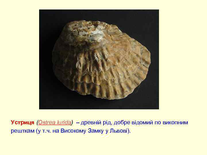 Устриця (Ostrea lurida) – древній рід, добре відомий по викопним решткам (у т. ч.