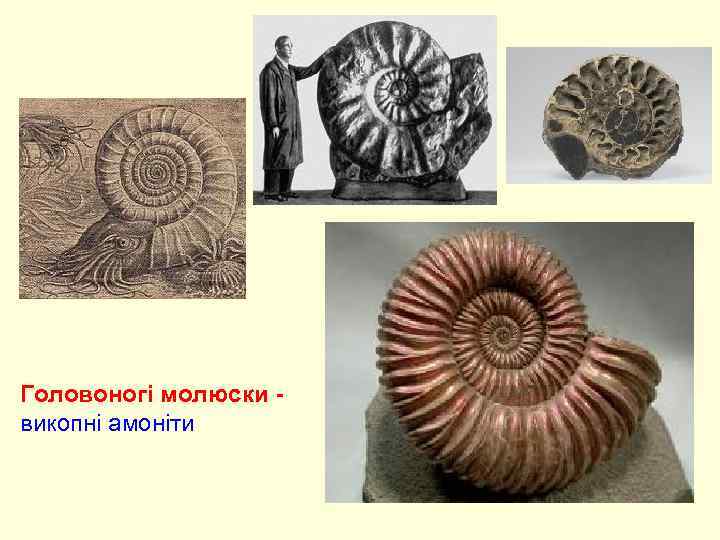 Головоногі молюски викопні амоніти 