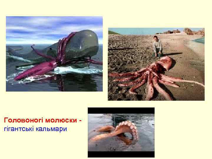 Головоногі молюски - гігантські кальмари 
