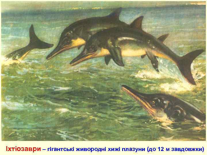  Іхтіозаври – гігантські живородні хижі плазуни (до 12 м завдовжки) 