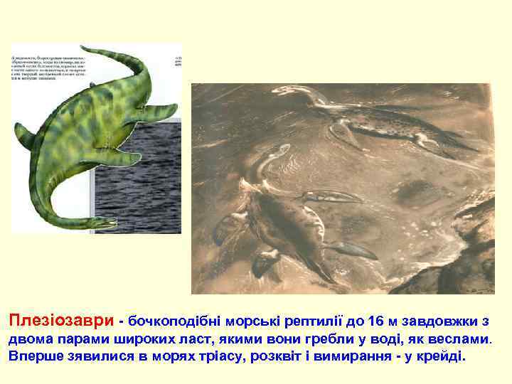 Плезіозаври - бочкоподібні морські рептилії до 16 м завдовжки з двома парами широких ласт,