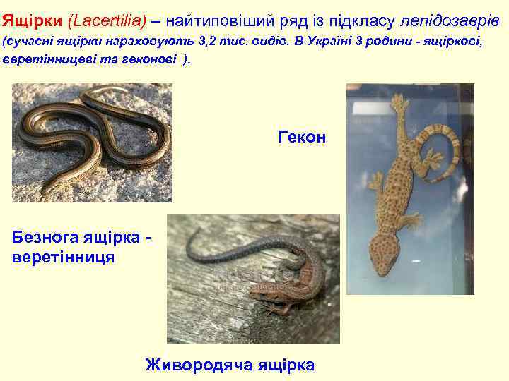 Ящірки (Lacertilia) – найтиповіший ряд із підкласу лепідозаврів (сучасні ящірки нараховують 3, 2 тис.