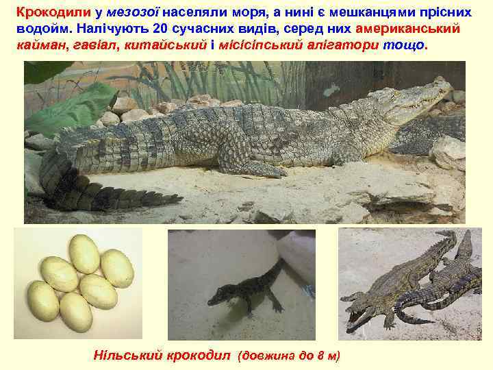 Крокодили у мезозої населяли моря, а нині є мешканцями прісних водойм. Налічують 20 сучасних