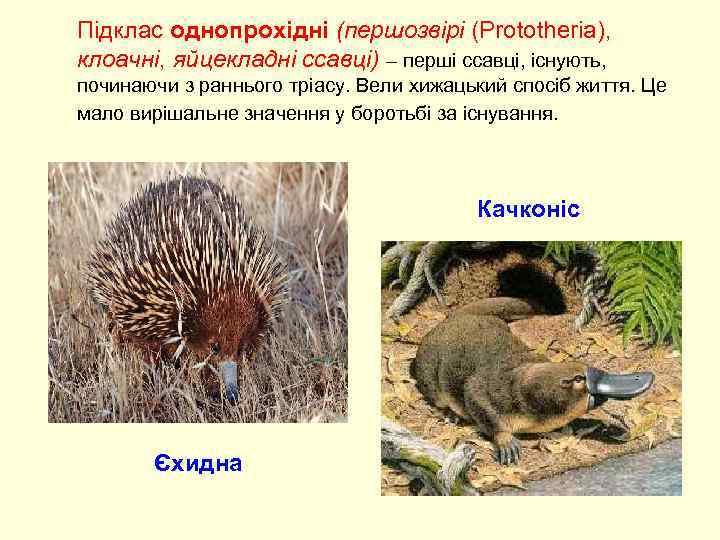 Підклас однопрохідні (першозвірі (Prototheria), клоачні, яйцекладні ссавці) – перші ссавці, існують, починаючи з раннього