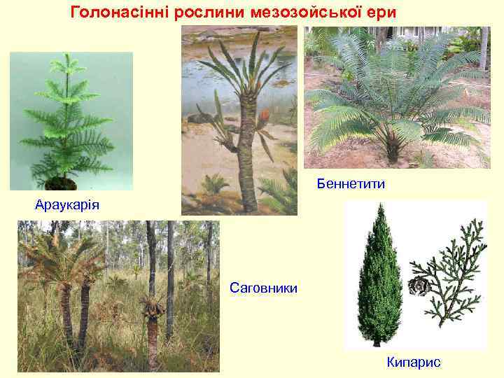  Голонасінні рослини мезозойської ери Беннетити Араукарія Саговники Кипарис 