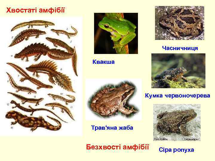 Хвостаті амфібії Часничниця Квакша Кумка червоночерева Трав'яна жаба Безхвості амфібії Сіра ропуха 