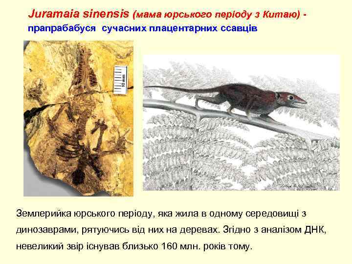 Juramaia sinensis (мама юрського періоду з Китаю) - прапрабабуся сучасних плацентарних ссавців Землерийка юрського