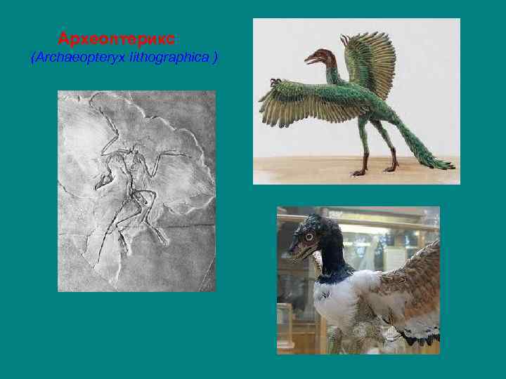  Археоптерикс (Archaeopteryx lithographica ) 