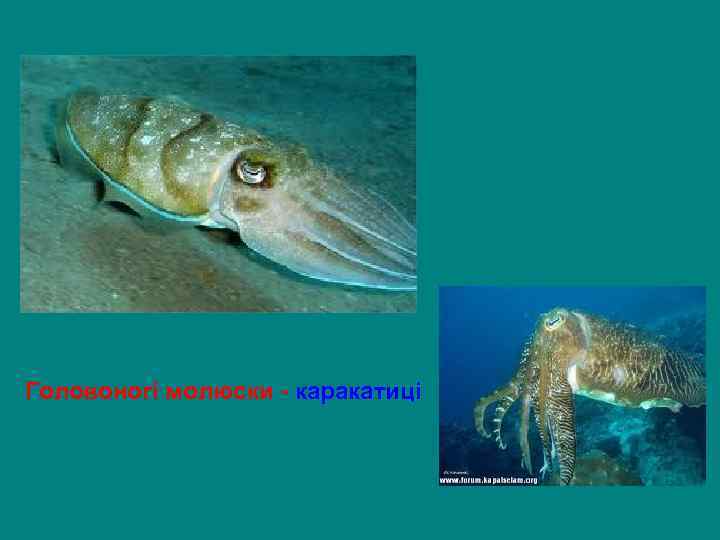 Головоногі молюски - каракатиці 