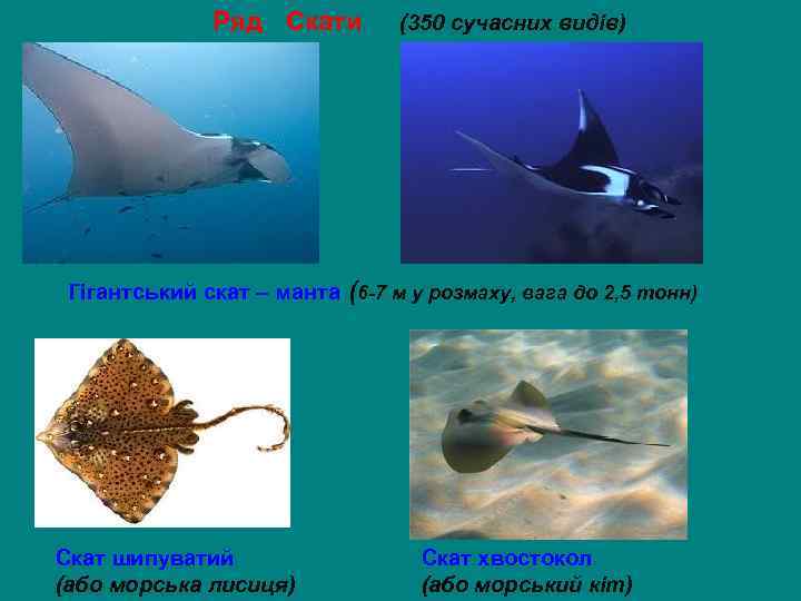Ряд Скати (350 сучасних видів) Гігантський скат – манта (6 -7 м у розмаху,