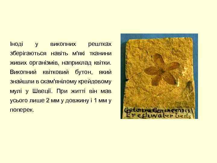 Іноді у викопних рештках зберігаються навіть м'які тканини живих організмів, наприклад квітки. Викопний квітковий