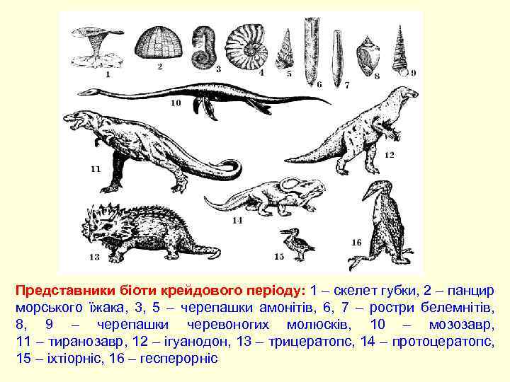 Представники біоти крейдового періоду: 1 – скелет губки, 2 – панцир морського їжака, 3,