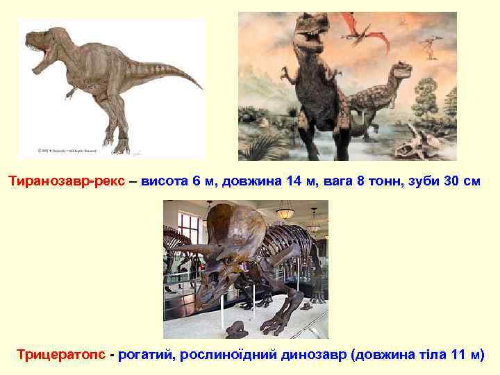Тиранозавр-рекс – висота 6 м, довжина 14 м, вага 8 тонн, зуби 30 см