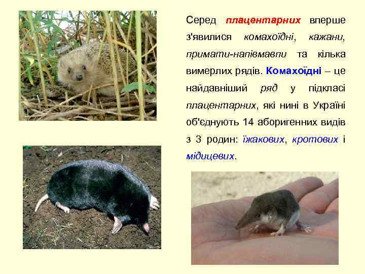 Серед плацентарних вперше з'явилися комахоїдні, кажани, примати-напівмавпи та кілька вимерлих рядів. Комахоїдні – це