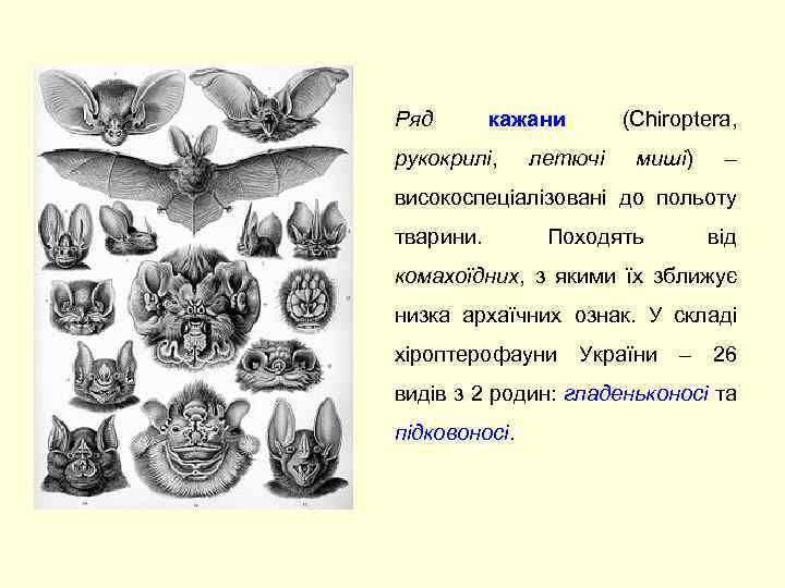 Ряд кажани рукокрилі, летючі (Chiroptera, миші) – високоспеціалізовані до польоту тварини. Походять від комахоїдних,
