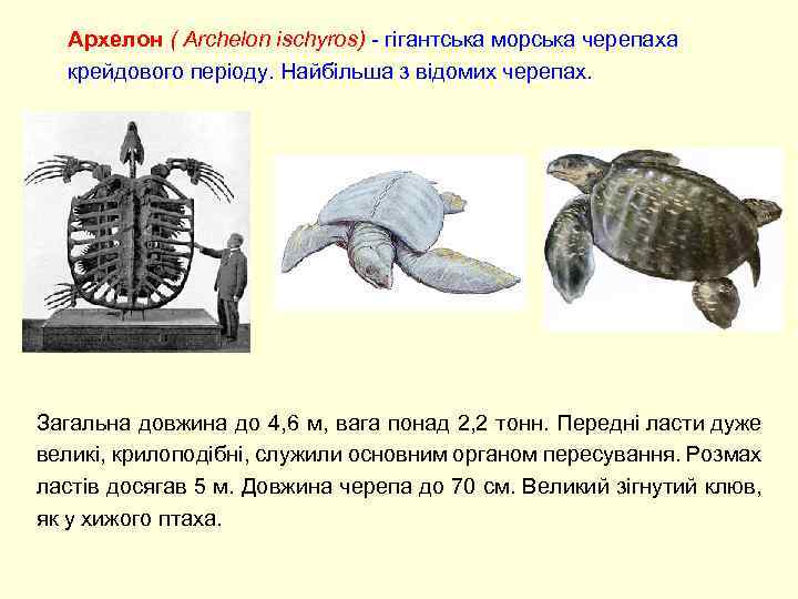 Архелон ( Archelon ischyros) - гігантська морська черепаха крейдового періоду. Найбільша з відомих черепах.
