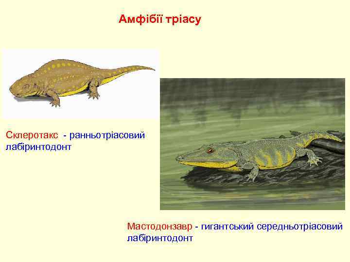 Амфібії тріасу Склеротакс - ранньотріасовий лабіринтодонт Мастодонзавр - гигантський середньотріасовий лабіринтодонт 