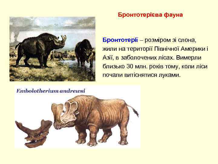 Бронтотерієва фауна Бронтотерії – розміром зі слона, жили на території Північної Америки і Азії,