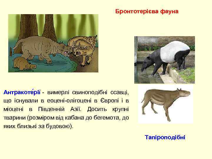 Бронтотерієва фауна Антракоте рії - вимерлі свиноподібні ссавці, що існували в еоцені-олігоцені в Європі